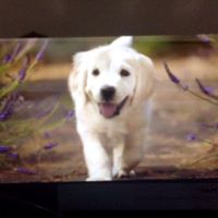 รูปภาพของ Shakhi Surya